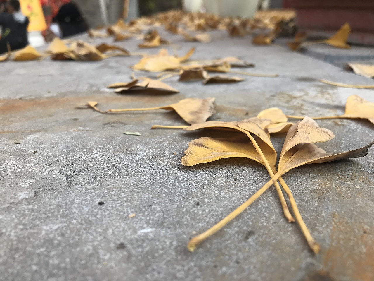 千年银杏 万年古刹