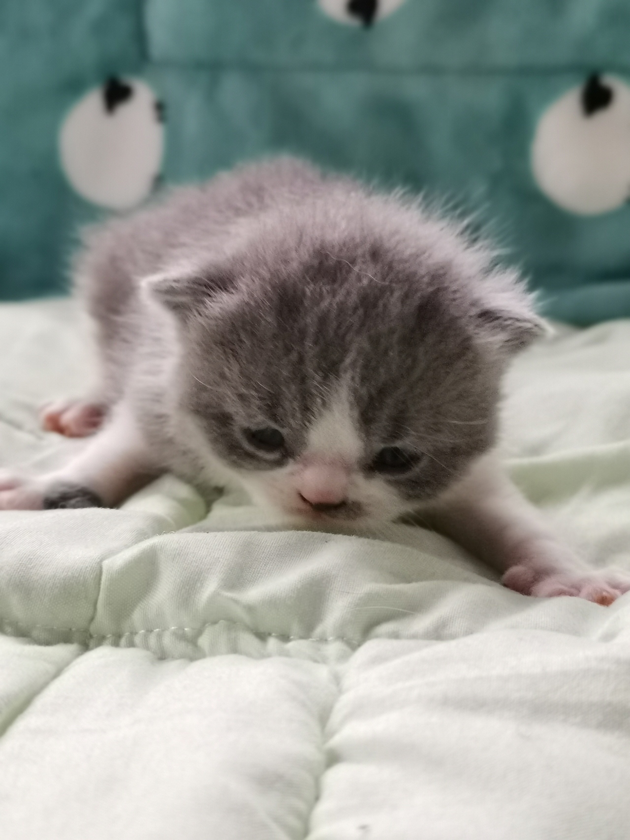 沐米猫舍 英短猫 编号113:英短蓝白色五粉 猫咪