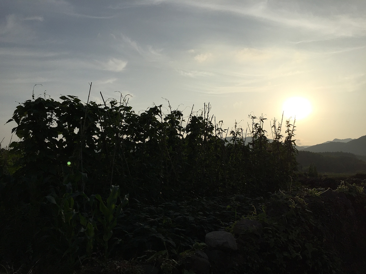 麻麻的菜园子（图ZNTk0NDk3ODA=） - 修图/后期 - 站酷设计师一颗小小皮蛋原创素材 - 站酷ZCOOL