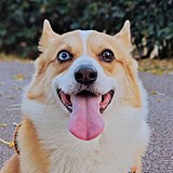 西瓜啵啵儿的头像