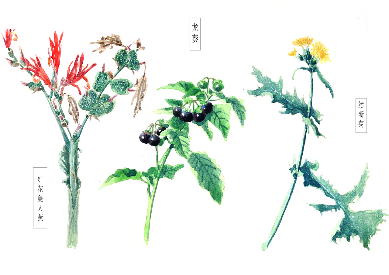 自然笔记（图ZNjg2NTAzMzI=） - 艺术插画 - 站酷设计师早寻原创素材 - 站酷ZCOOL