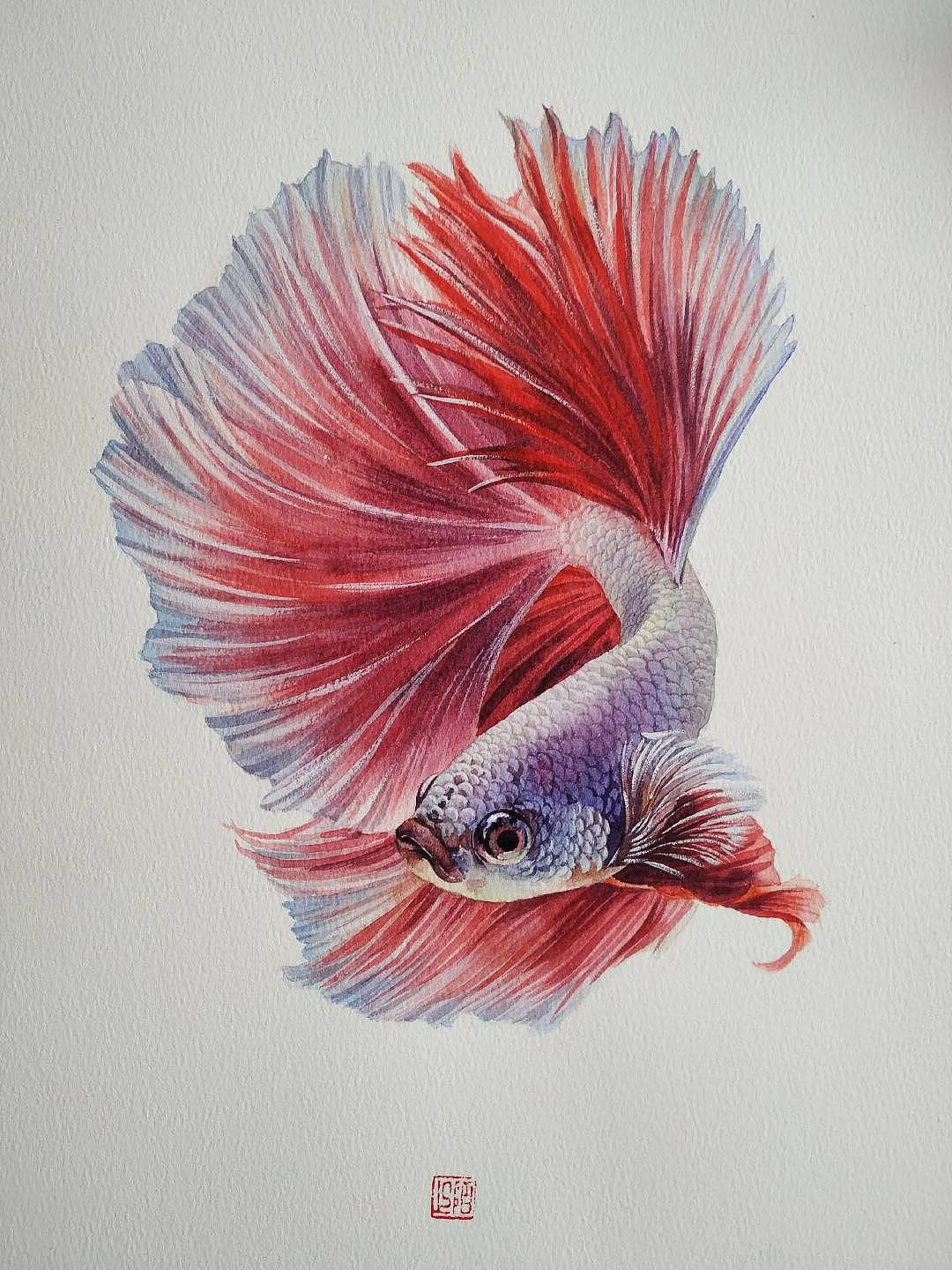 水彩斗鱼