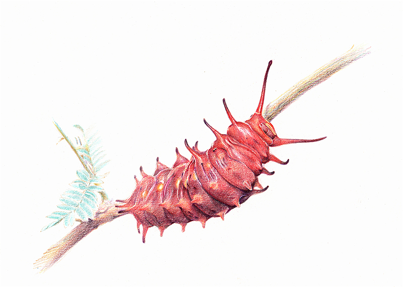 纸上彩铅--《凤蝶幼虫》过程随录（图ZMTM1NTczNzY=） - 绘画 - 站酷设计师超超的青葱原创素材 - 站酷ZCOOL