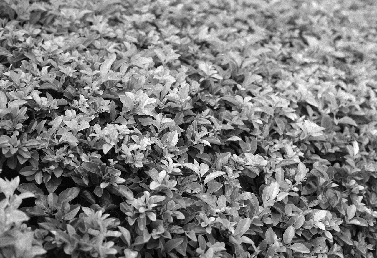 黑白胶卷（图ZMjMwMzQwMjQ0） - 人文/纪实摄影 - 站酷设计师老杜头原创素材 - 站酷ZCOOL