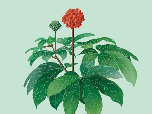 植物手绘（个人主页-ZMzA2NzU1MjA=） - 图案 - 站酷设计师咘萌主原创素材 - 站酷ZCOOL