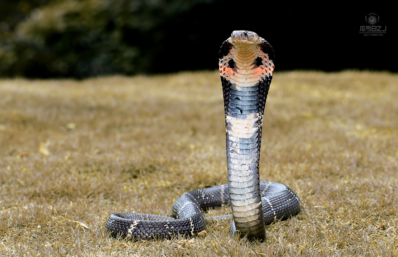 你觉得什么品种的蛇最吓人？ - 知乎