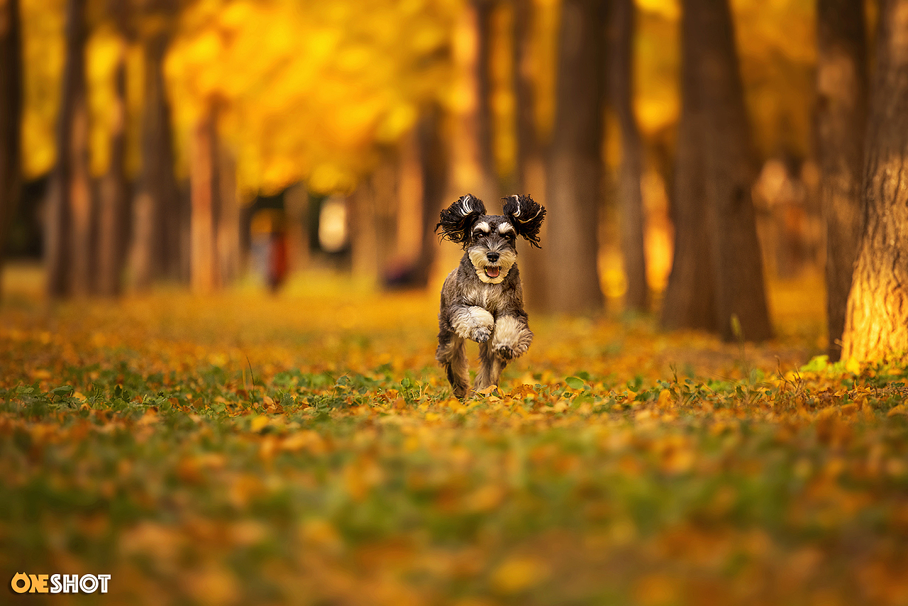 北京的秋天太美了