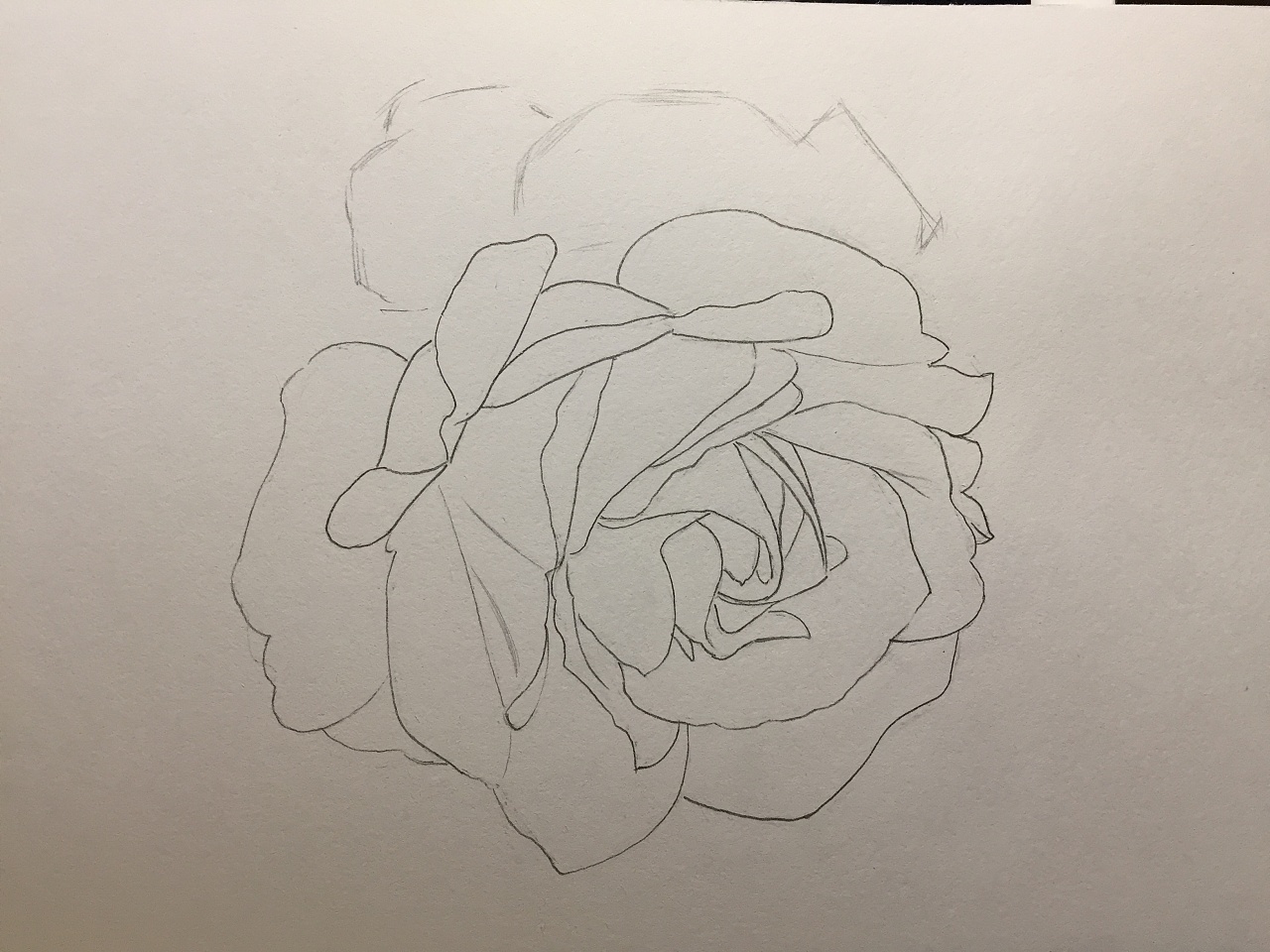 玫瑰|纯艺术|绘画|wodejia88 - 原创作品 - 站酷 (zcool)