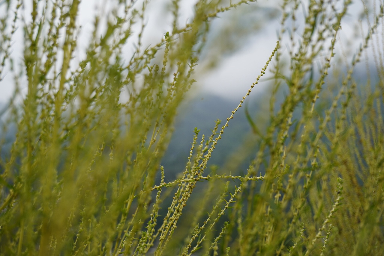 四川/雅安/瓦屋山/雅女湖/望鱼古镇