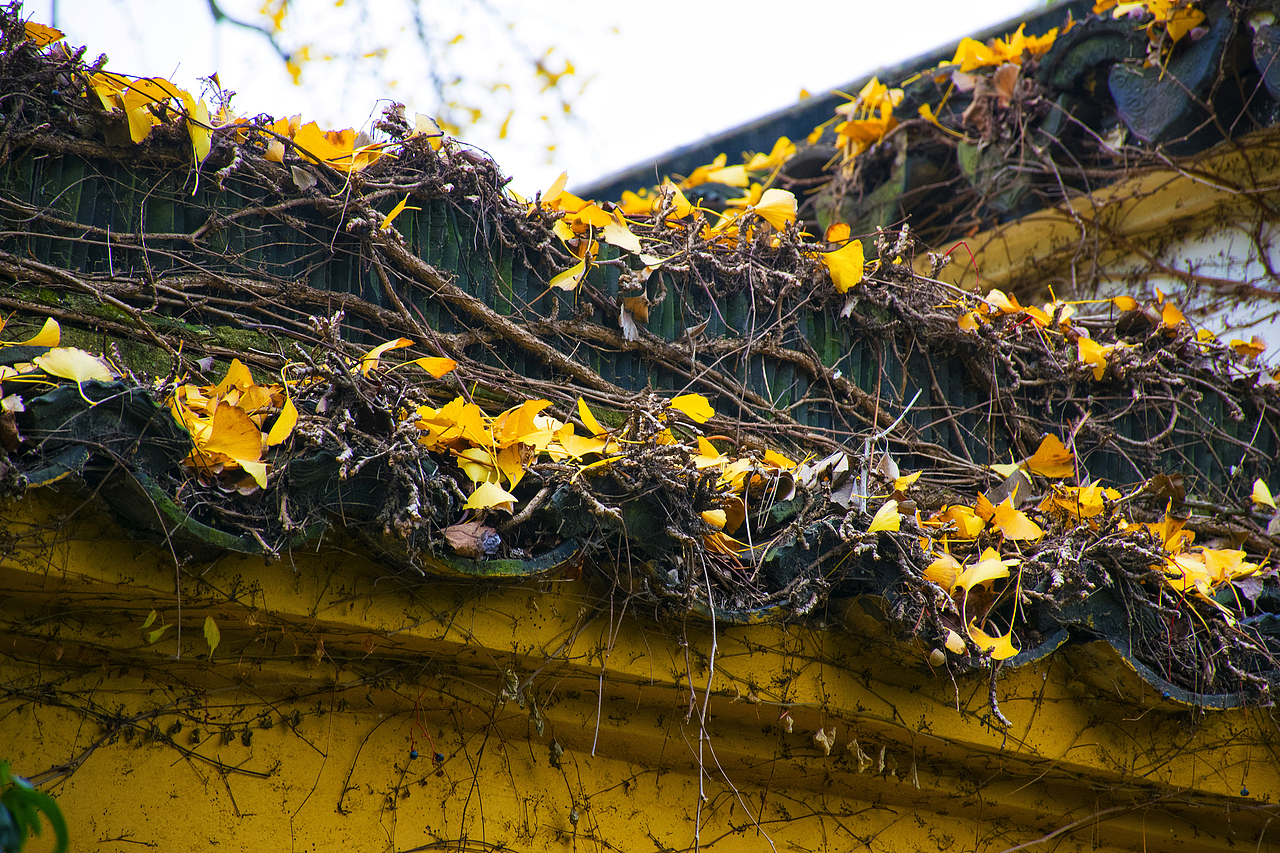 东山银杏（图ZMTM4NzMxMzMy） - 风光摄影 - 站酷设计师心若有夕原创素材 - 站酷ZCOOL