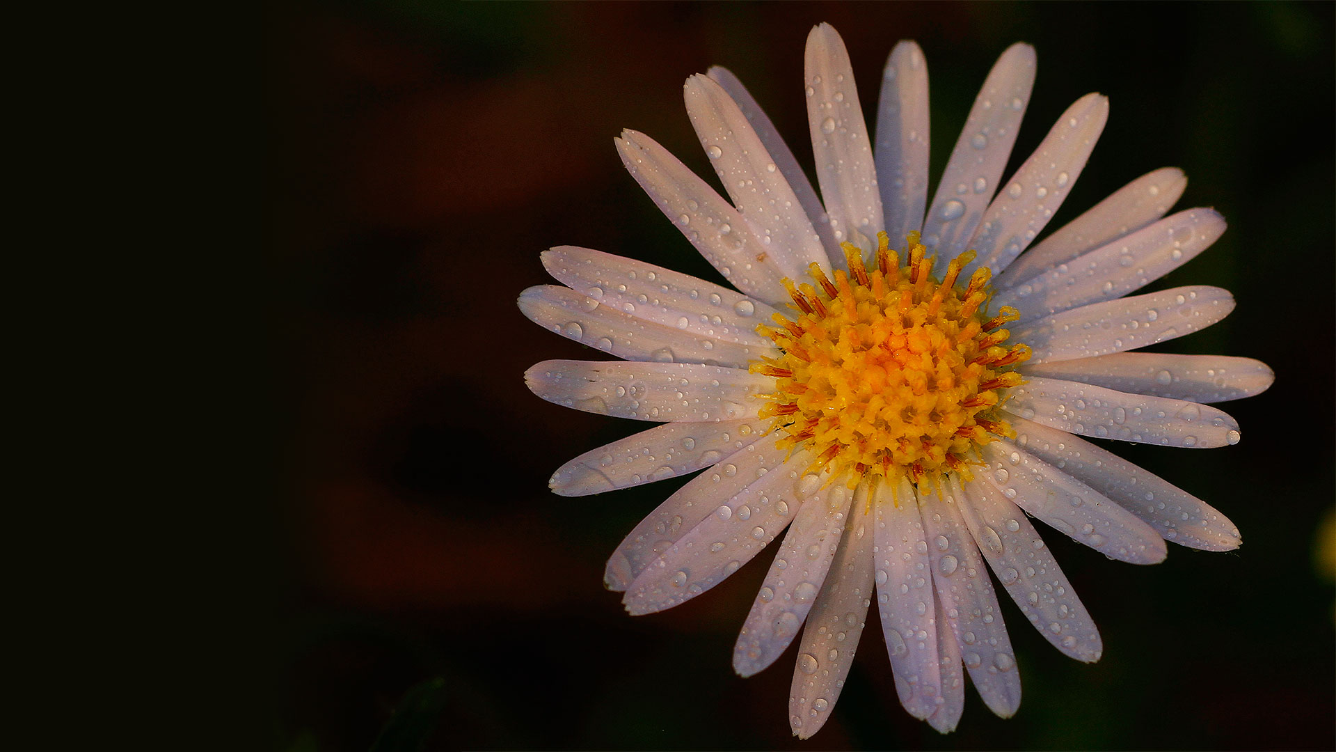 雪胖子的个人主页（背景预览） - 主页背景设置 - 站酷设计师雪胖子原创素材 - 站酷ZCOOL