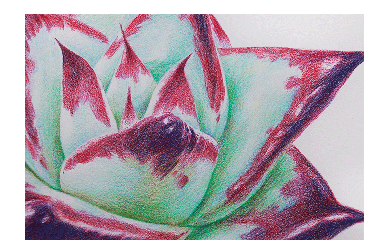 鸩山原创——多肉植物手绘合集上（图ZMTcwOTIyMzMy） - 商业插画 - 站酷设计师鸩山原创素材 - 站酷ZCOOL
