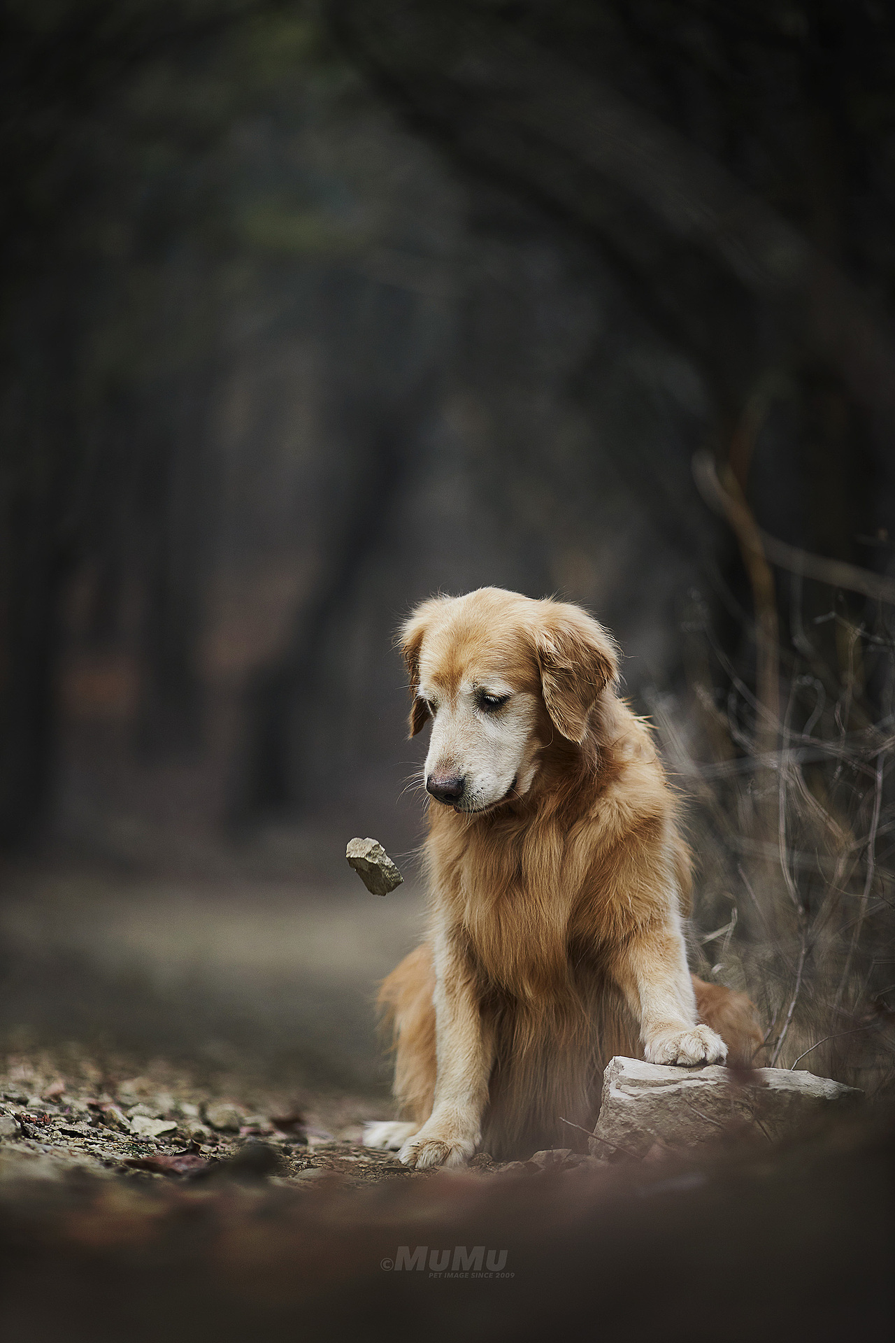 冬日里的狗|摄影|宠物摄影|穆牧摄影_原创作品-站酷zcool