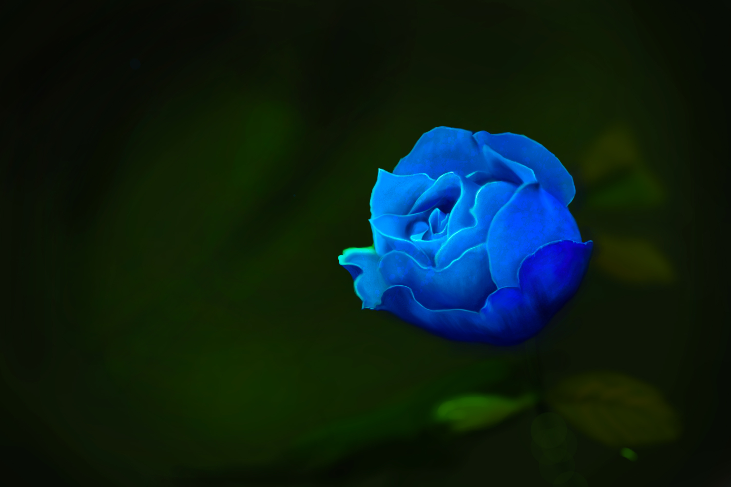 蓝玫瑰壁纸唯美图片