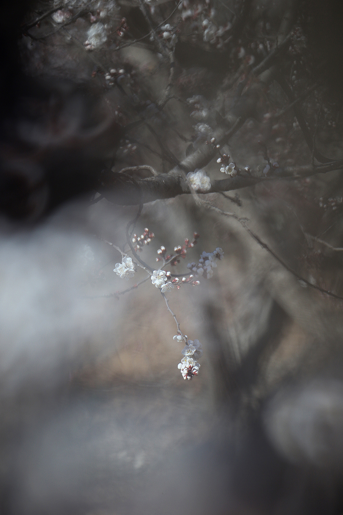 悄然而至的春天