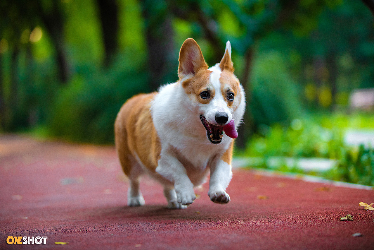 感受一下一只全速向你驶来的激萌小短腿（图ZMTc2NjExNDY4） - 宠物摄影 - 站酷设计师WildKay原创素材 - 站酷ZCOOL
