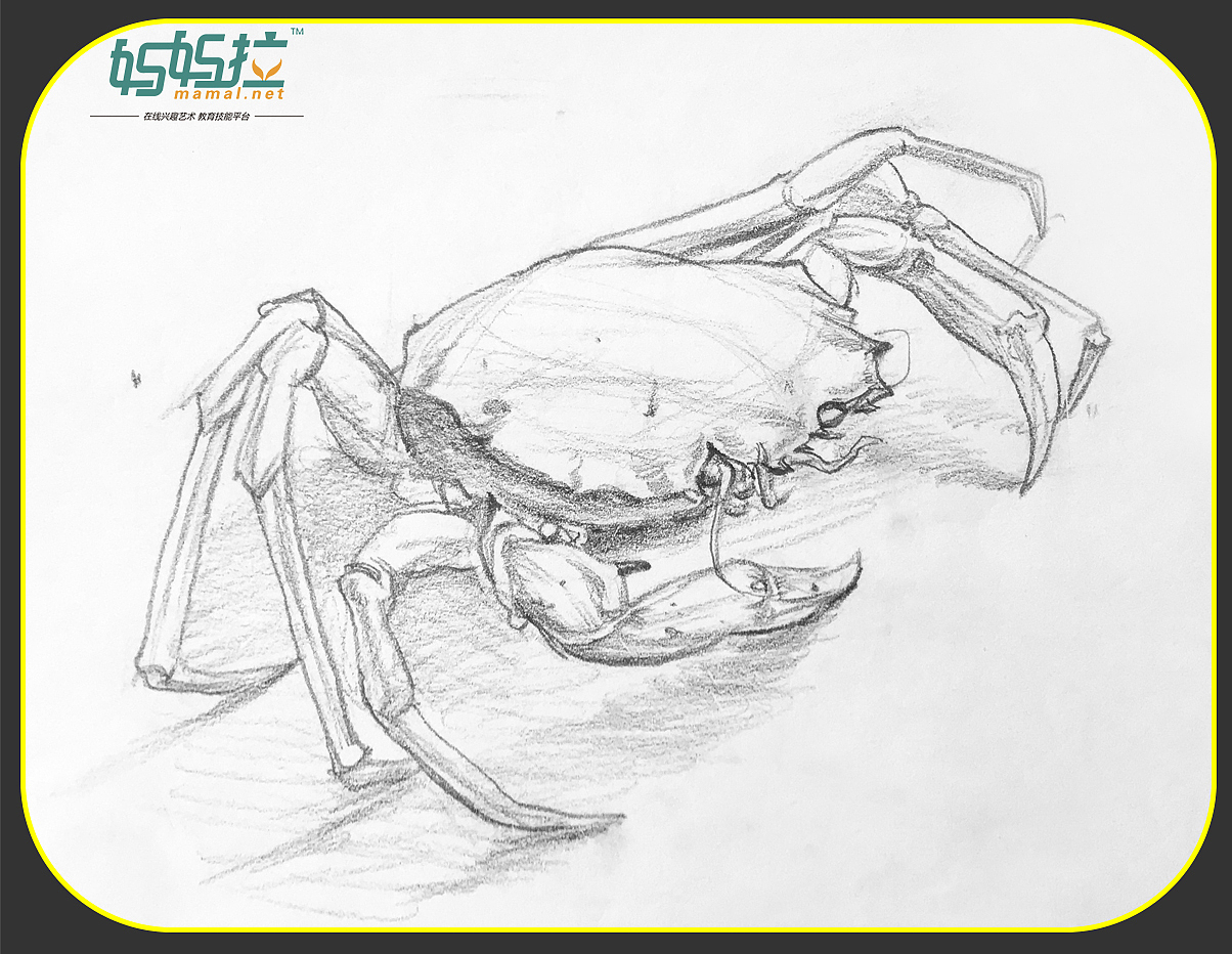 中央美院毕业裴俊飞老师妈妈拉艺术学院速写动物螃蟹