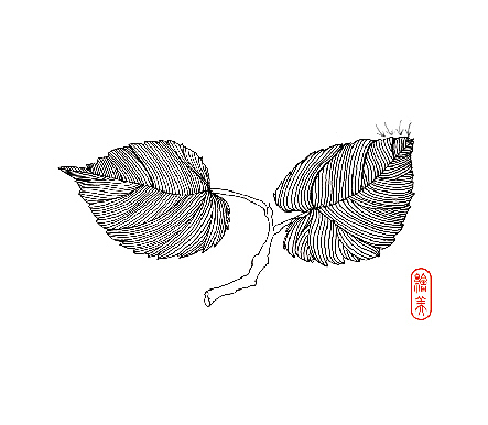 桑樹葉線描稿畫法（圖ZMTc5OTYzNjk2） - 創(chuàng)作習(xí)作 - 站酷設(shè)計(jì)師zhanghongzhen原創(chuàng)素材 - 站酷ZCOOL