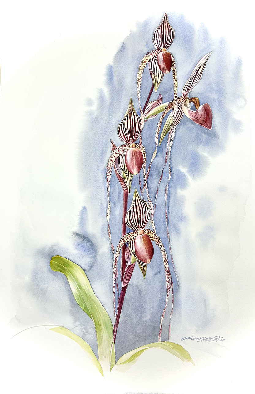 水彩花卉博物科学画