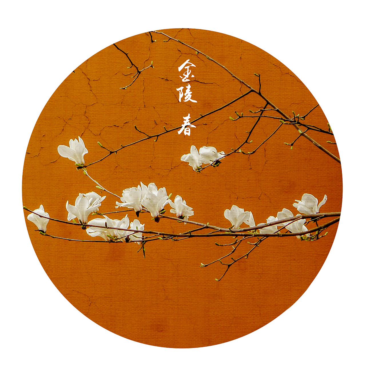 灵谷寺的白玉兰