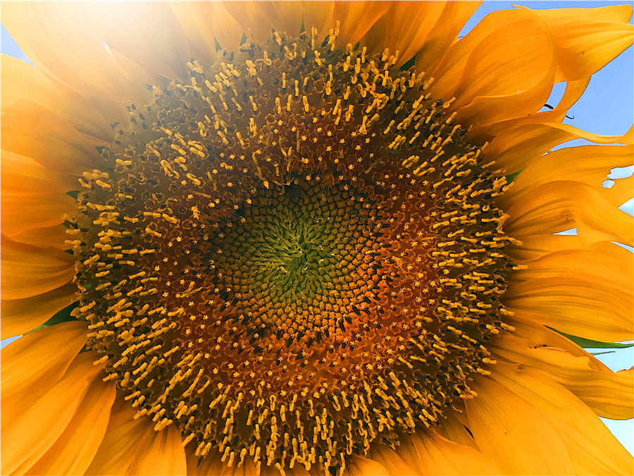 刘勇良手机纪实摄影:致敬梵高