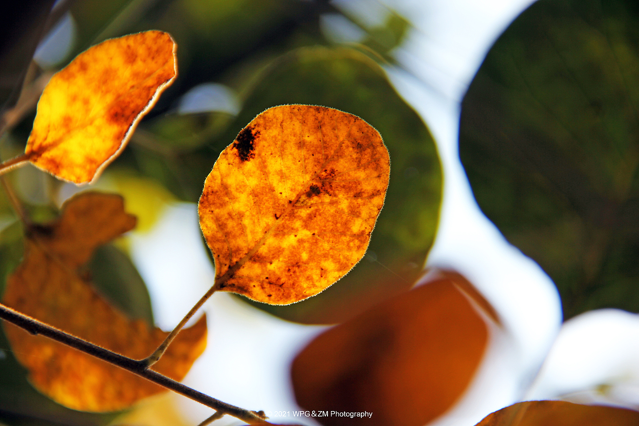 《 一叶知秋 》