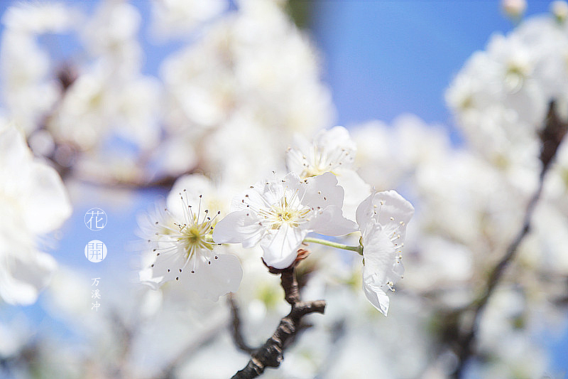 花开·万溪冲