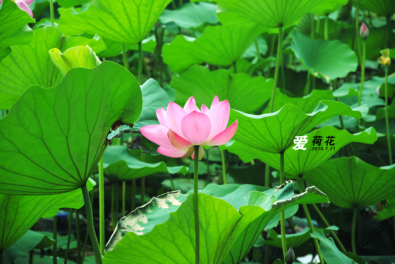 爱。荷花，（图ZMTI3ODIyOA==） - 风光摄影 - 站酷设计师Only_two原创素材 - 站酷ZCOOL