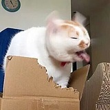 大影几的头像