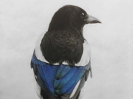 彩鉛鳥 喜鵲（個人主頁-ZMzQ1MzY3NzI=） - 繪畫 - 站酷設(shè)計師橘大本原創(chuàng)素材 - 站酷ZCOOL