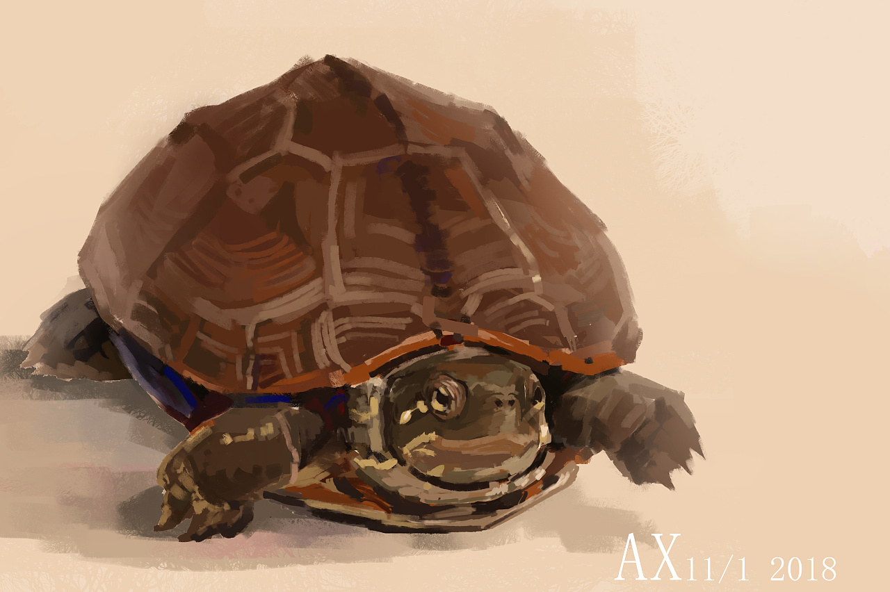 画龟|插画|插画习作|蜜汁阿轩酱 - 原创作品 - 站酷 (zcool)