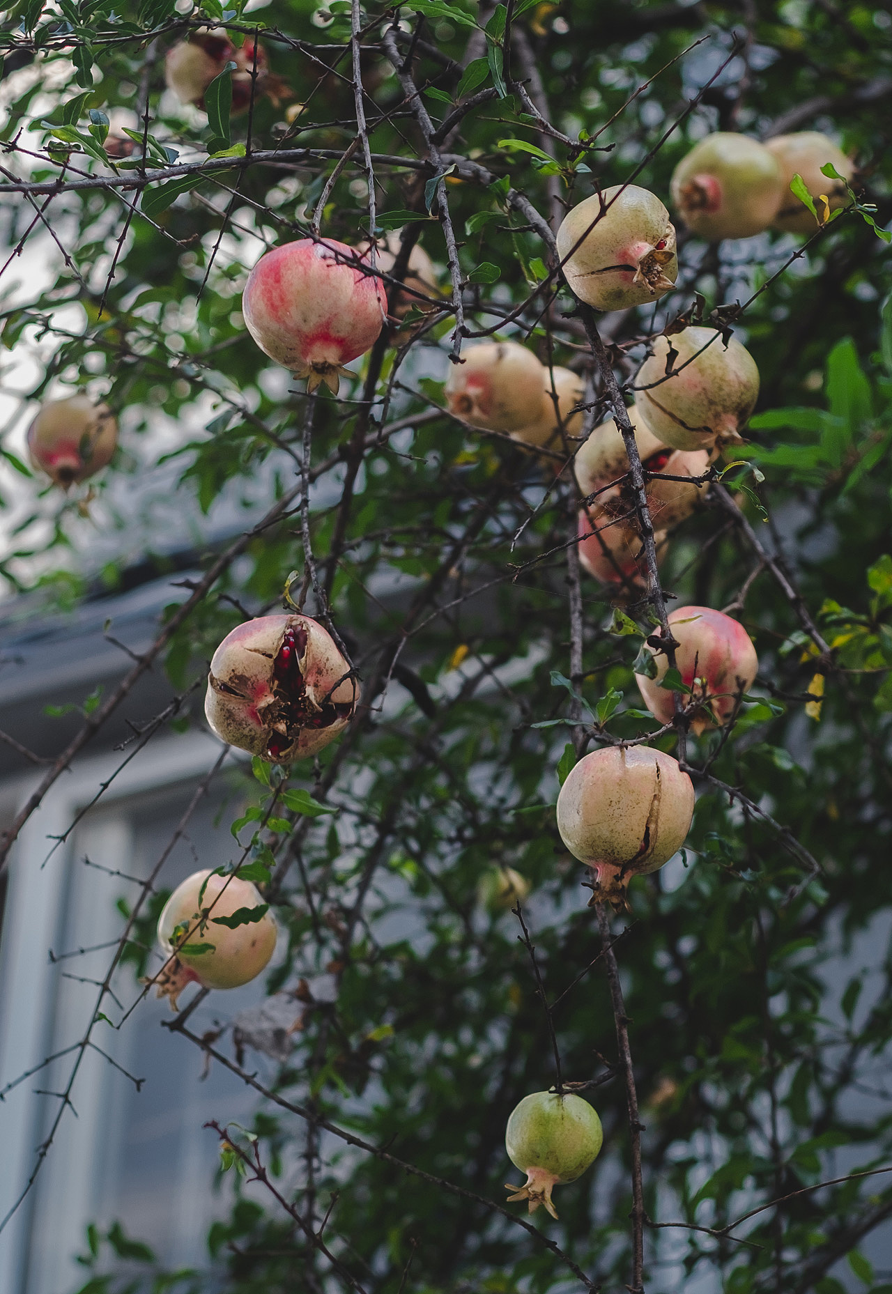 石榴|摄影|其他摄影|今播_原创作品-站酷zcool