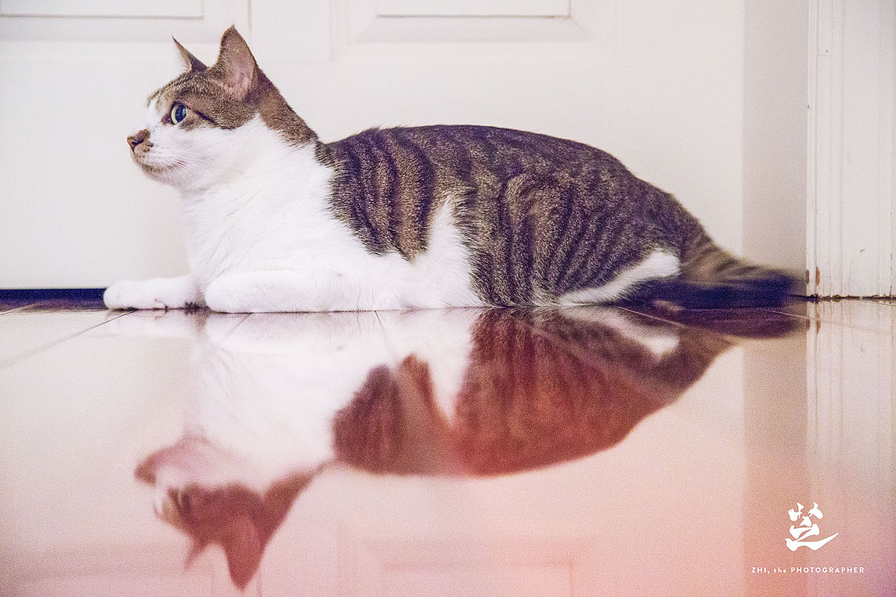 清新喵像·胖喵呜