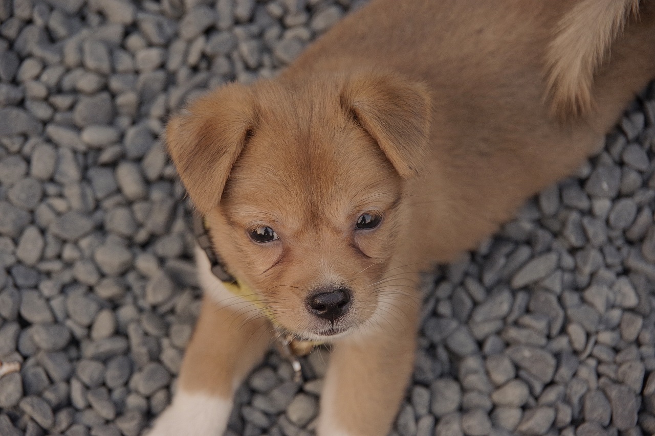 一只叫面包的狗仔