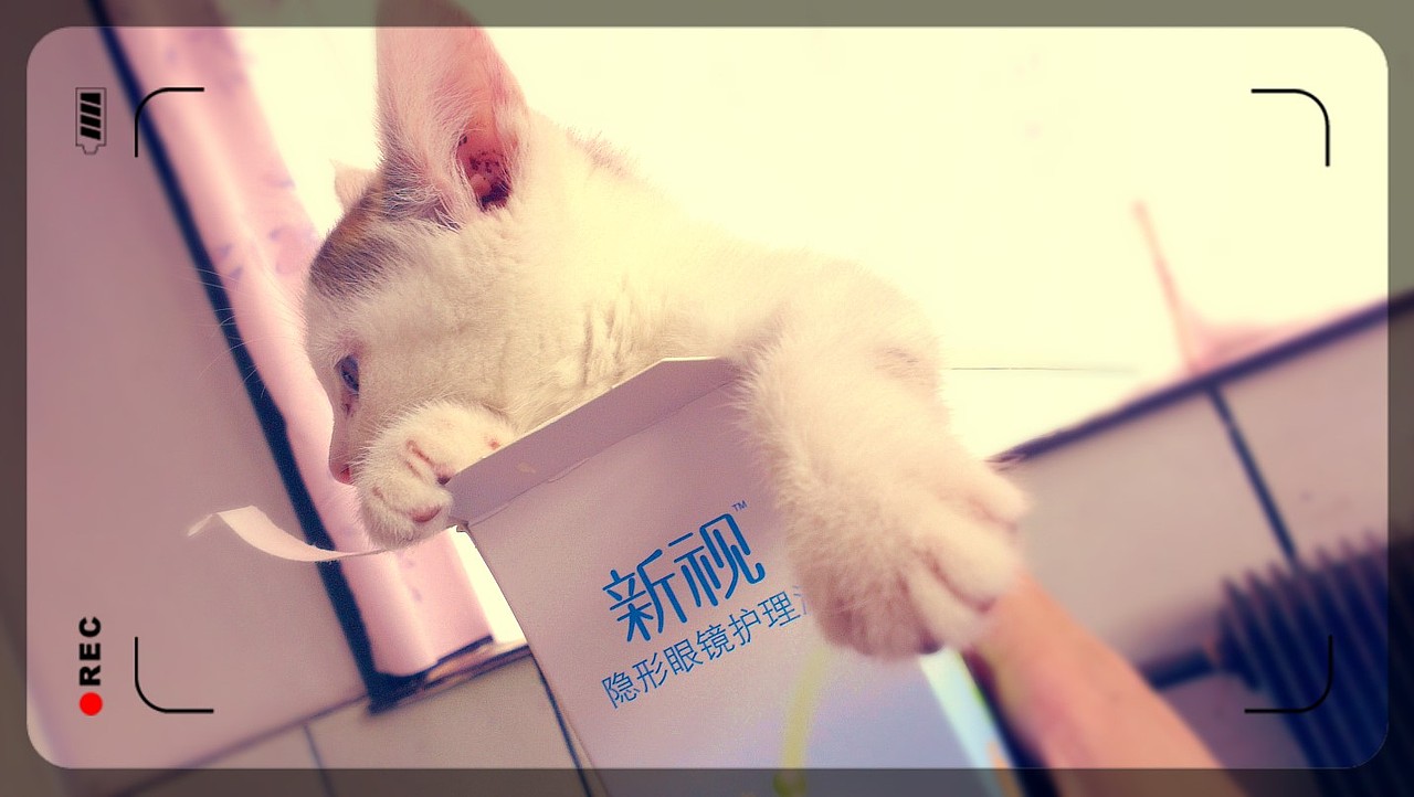晒猫Star（图ZMjU3MjkzMDg=） - 宠物摄影 - 站酷设计师danica原创素材 - 站酷ZCOOL