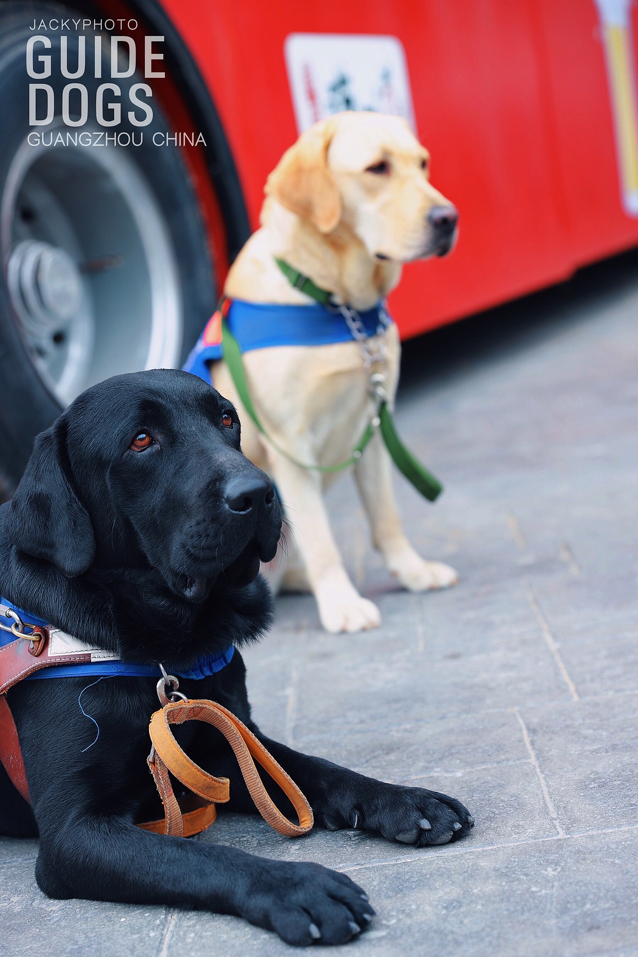 导盲犬进幼儿园活动摄影