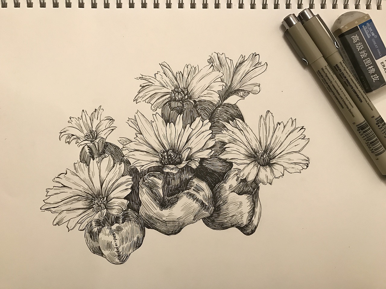 针管笔黑白插画 多肉植物 生石花