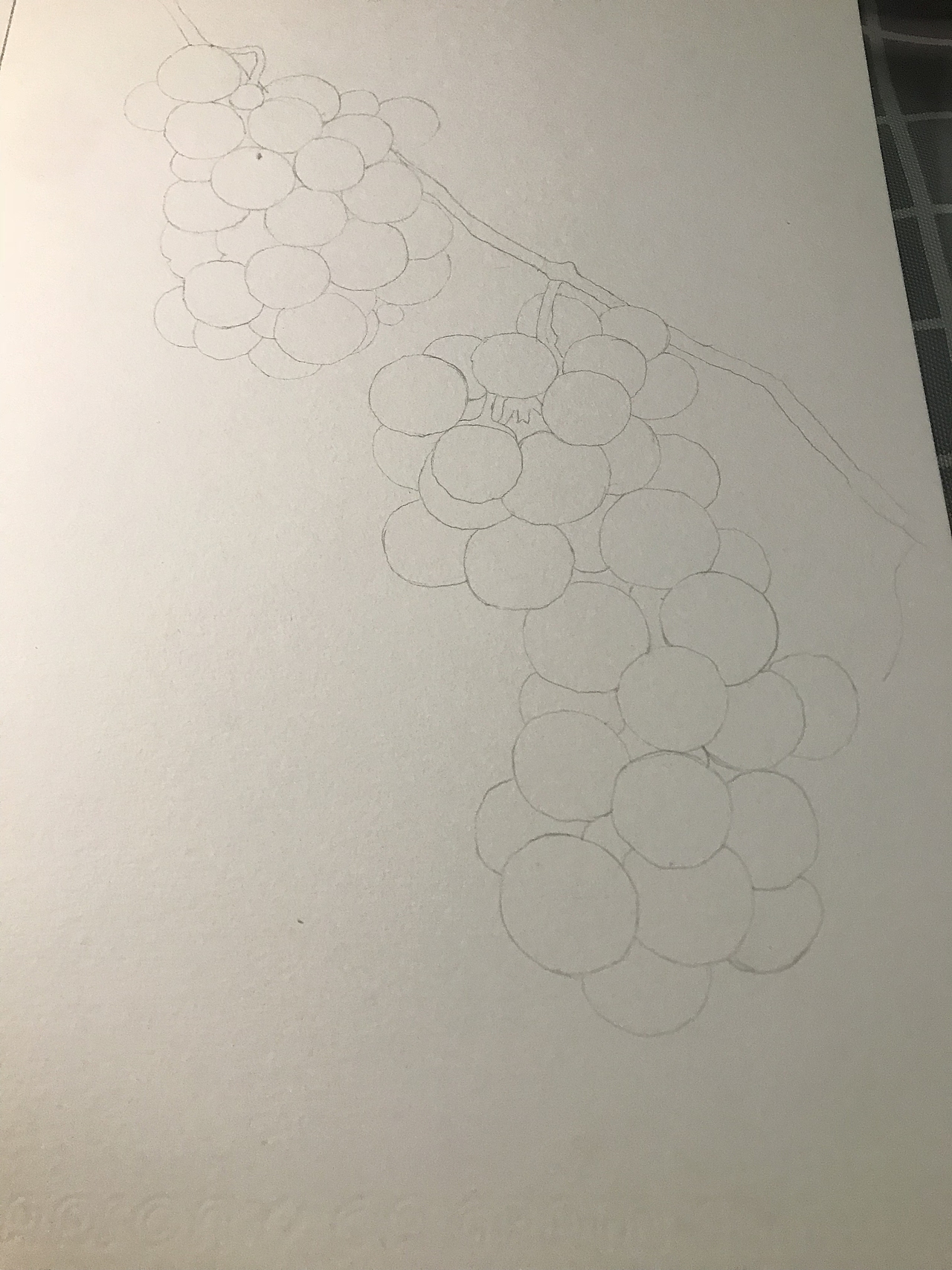 葡萄（图ZMjA4NjIxMDIw） - 绘画 - 站酷设计师姑姑侠原创素材 - 站酷ZCOOL