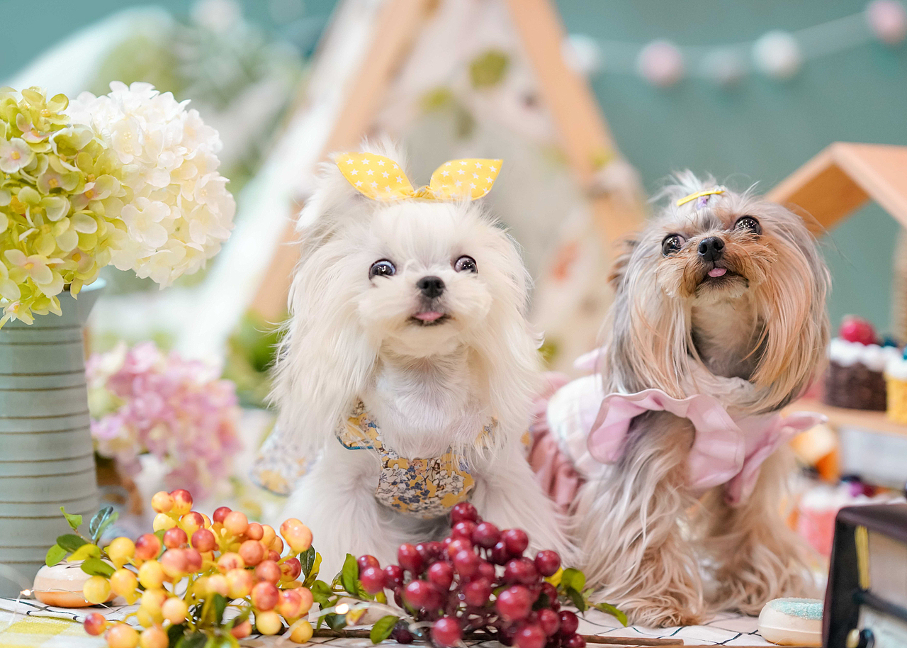马尔济斯犬合集——宠爱拾光宠物摄影