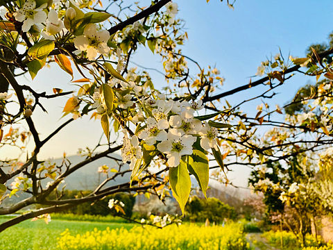 那些年…看过的花花儿^_^
