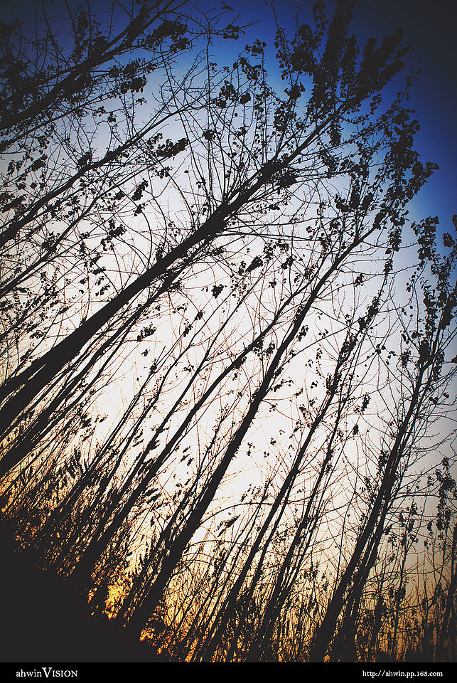 森林公园散心随拍