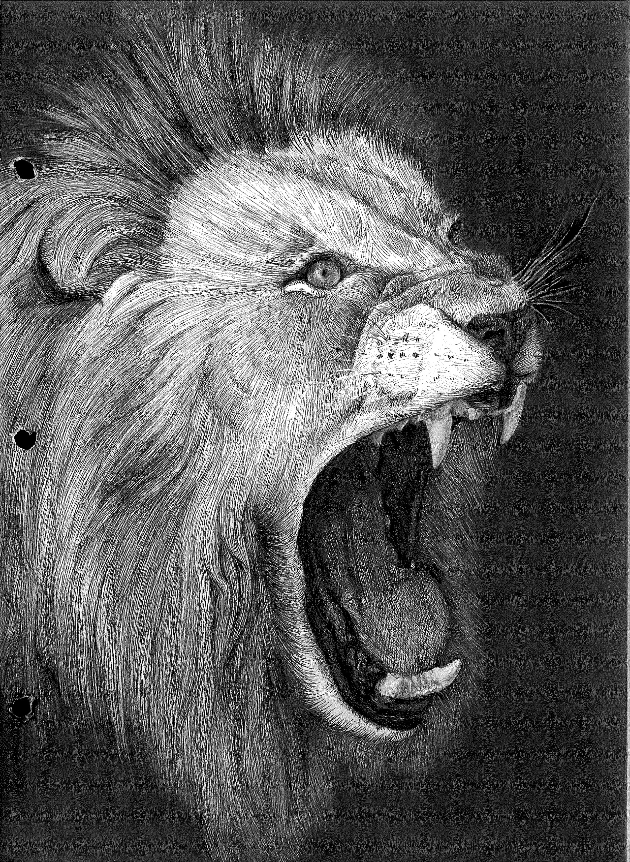 狮子素描插画 Portrait of lion drawn by hand - 云瑞设计