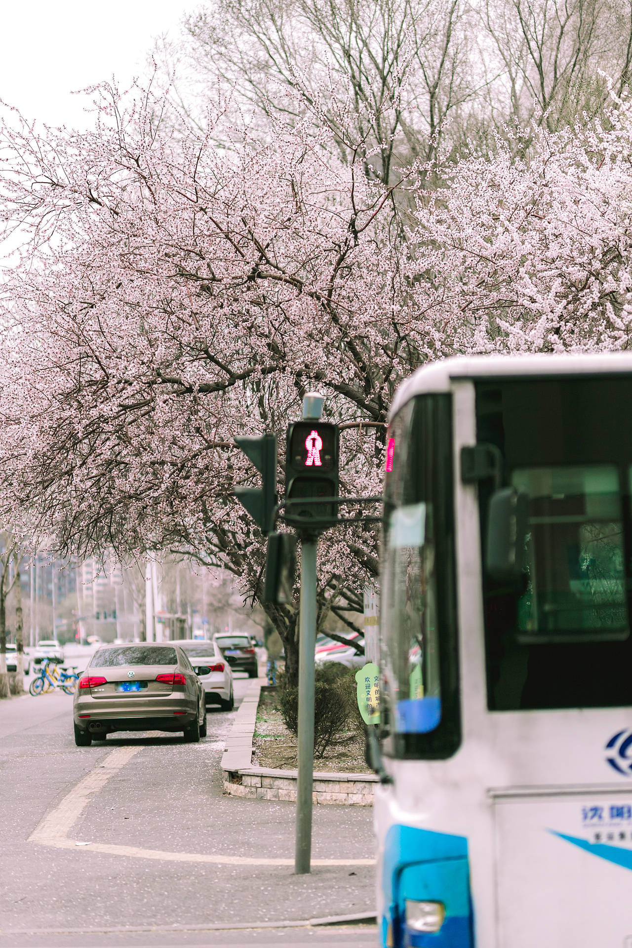 故乡的Sakura开了（雾（图ZMjQ5ODIzNjQ0） - 风光摄影 - 站酷设计师Myth神话丶原创素材 - 站酷ZCOOL