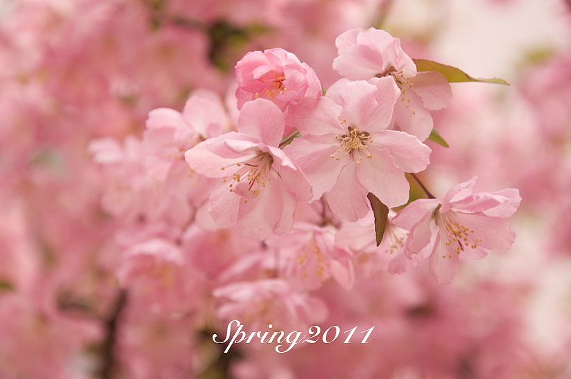 四月芳菲——垂丝海棠怒放（图ZMjczMTI2OA==） - 风光摄影 - 站酷设计师慢熟的兔子原创素材 - 站酷ZCOOL