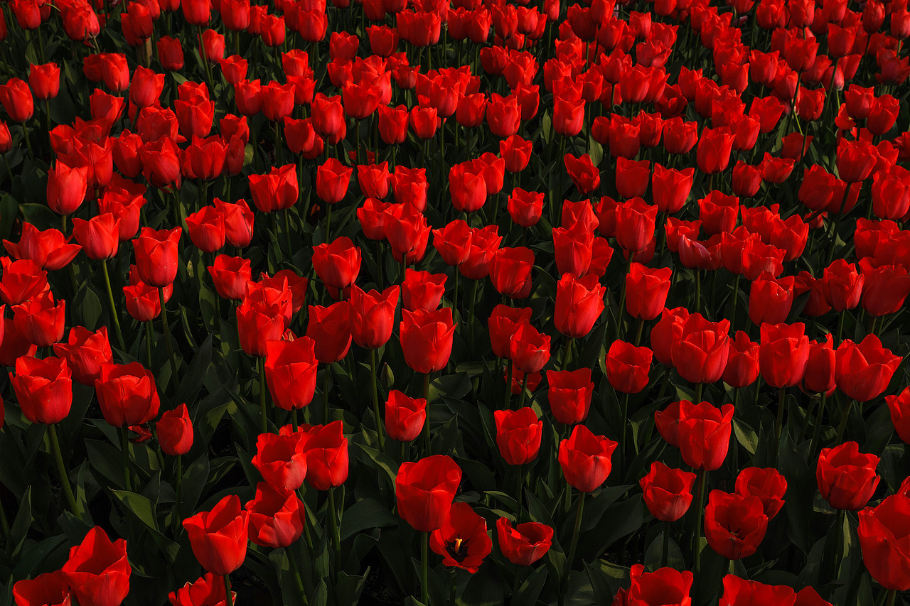 郁金香（图ZMTQ5MDY5NDUy） - 风光摄影 - 站酷设计师Tenfey原创素材 - 站酷ZCOOL