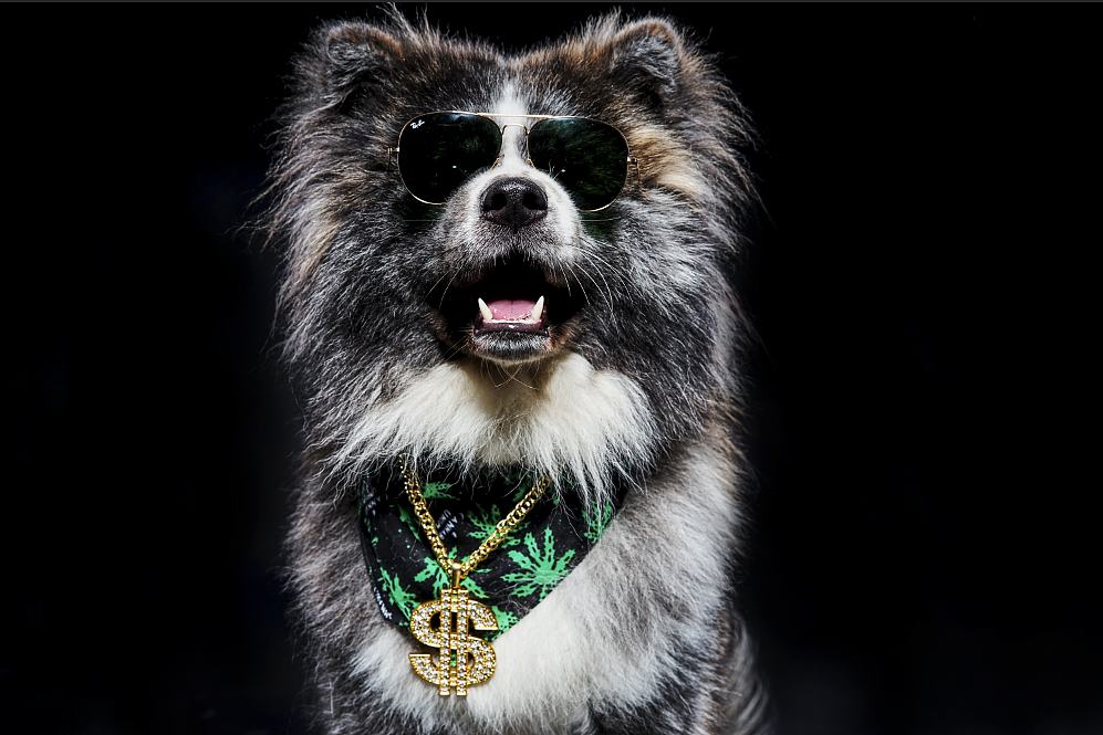 社会摄影师的社会狗