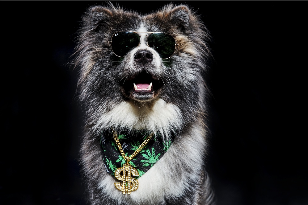 社会摄影师的社会狗