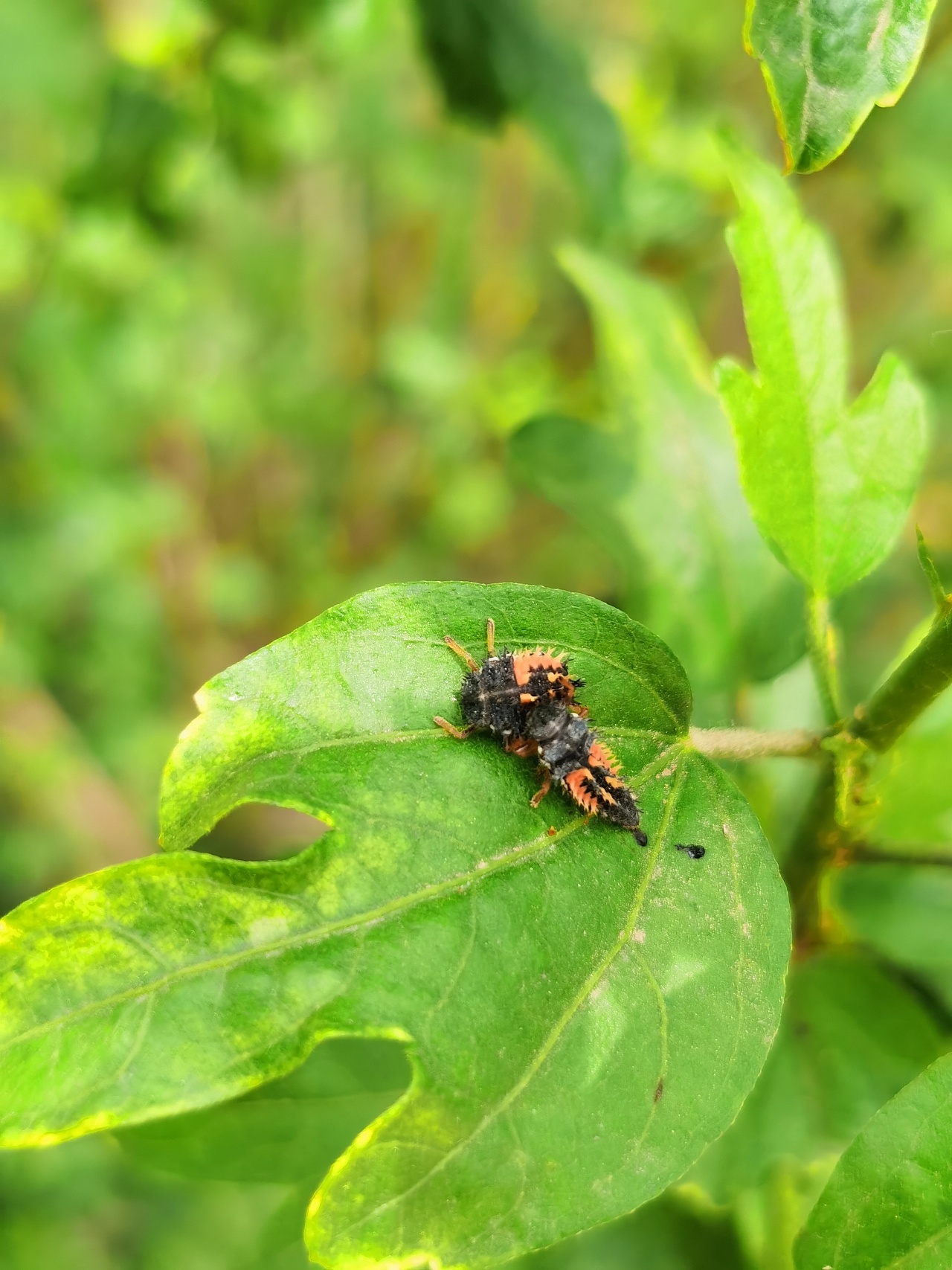 树叶上的瓢虫-幼虫