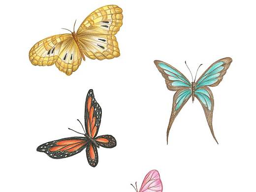 蝴蝶（个人主页-ZNDg3NDkzOTI=） - 绘本 - 站酷设计师丑瓶瓶原创素材 - 站酷ZCOOL