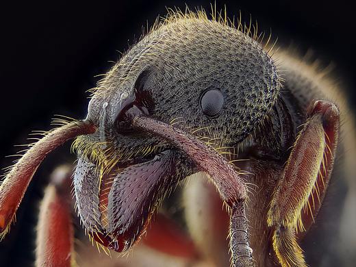 小蚂蚁---大特写